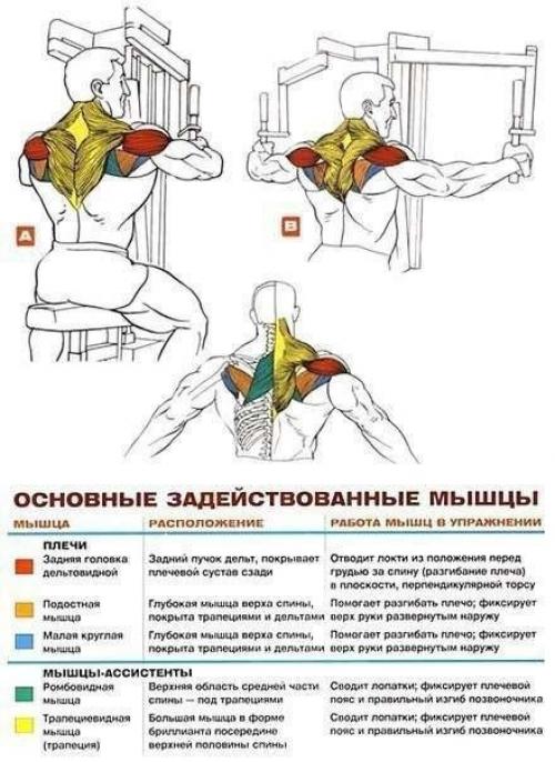 Дельтовидные мышцы комплекс упражнений анатомия! 07