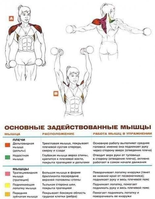 Дельтовидные мышцы комплекс упражнений анатомия! 01