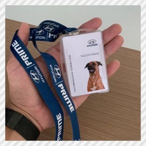 Спортивные девушки. Бразилии бездомный пёс часто у автосалона появлялся. 02