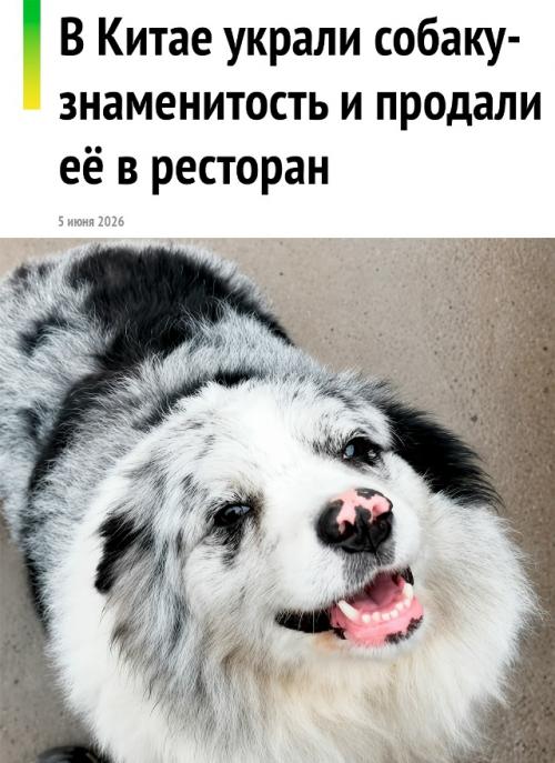 В Китае украли и съели собаку с 1, 5 млн подписчиков. 

