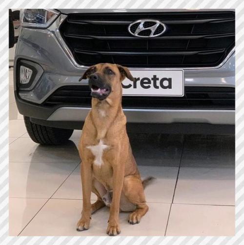 Спортивные девушки. Бразилии бездомный пёс часто у автосалона появлялся. 03