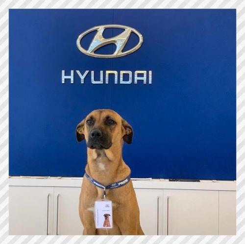 Спортивные девушки. Бразилии бездомный пёс часто у автосалона появлялся. 05