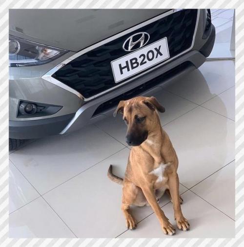 Спортивные девушки. Бразилии бездомный пёс часто у автосалона появлялся. 01