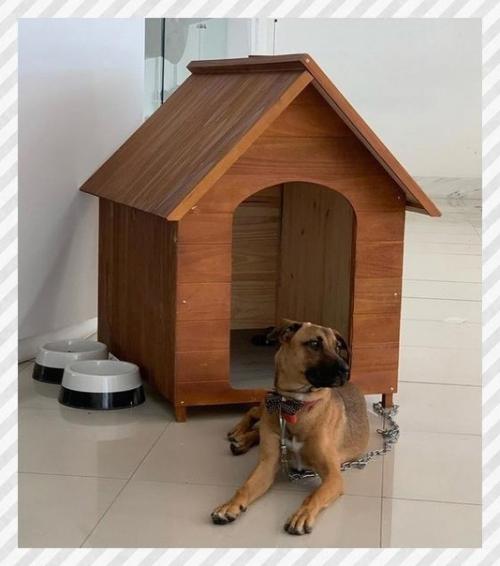 Спортивные девушки. Бразилии бездомный пёс часто у автосалона появлялся. 04