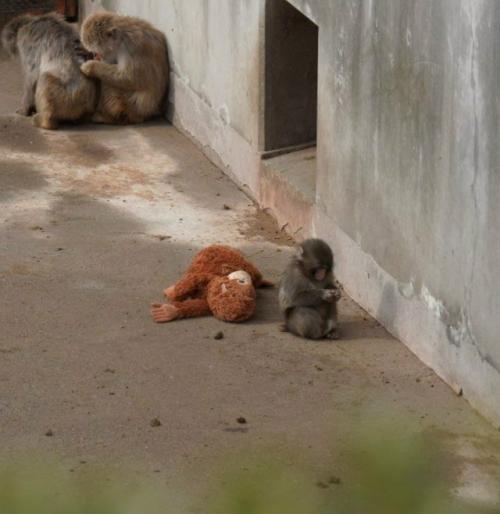 В японском зоопарке новая звезда - макак с нелёгкой судьбой.
