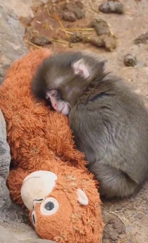 В японском зоопарке новая звезда - макак с нелёгкой судьбой. 01