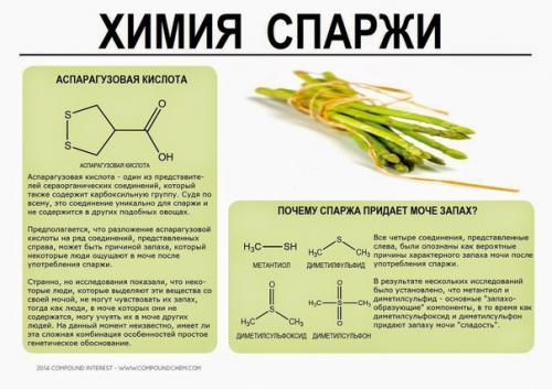 Познавательная инфографика о химическом составе некоторых продуктов. 02