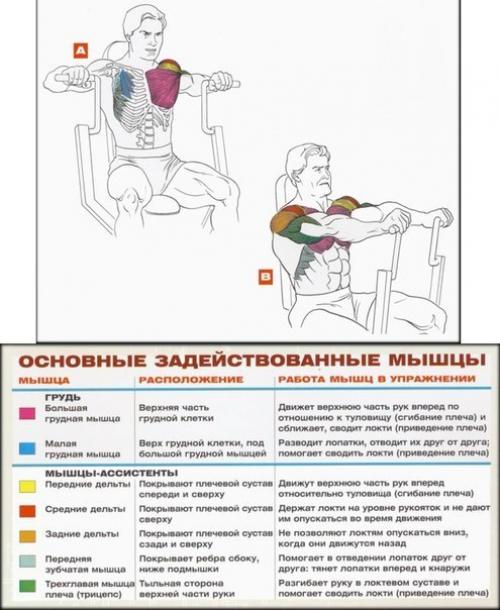 Упражнения анатомия на грудные мышцы. 06