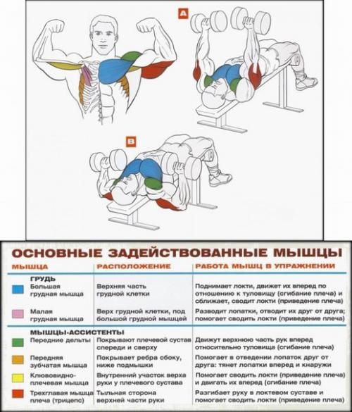Упражнения анатомия на грудные мышцы. 05