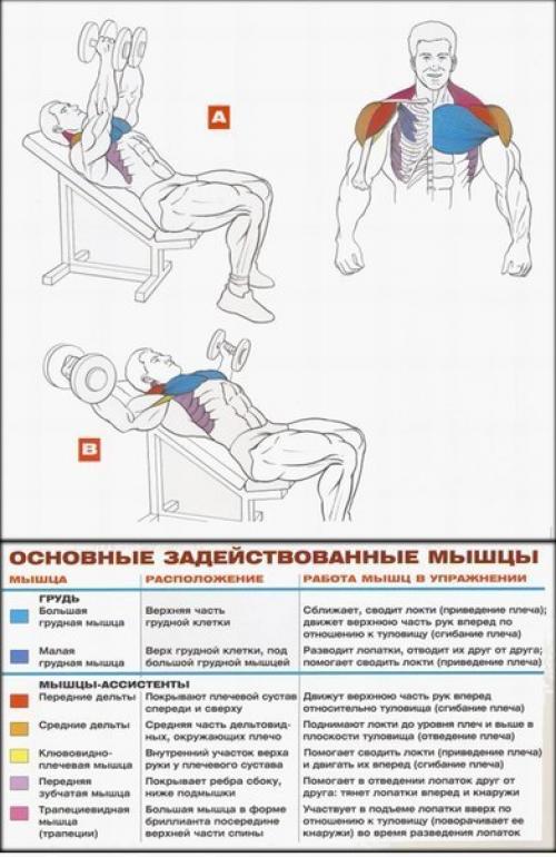 Упражнения анатомия на грудные мышцы. 08