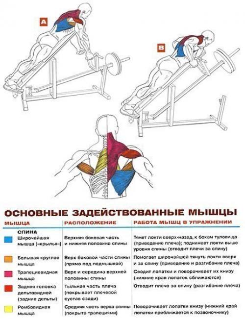Мышцы спины: упражнения анатомия. 06