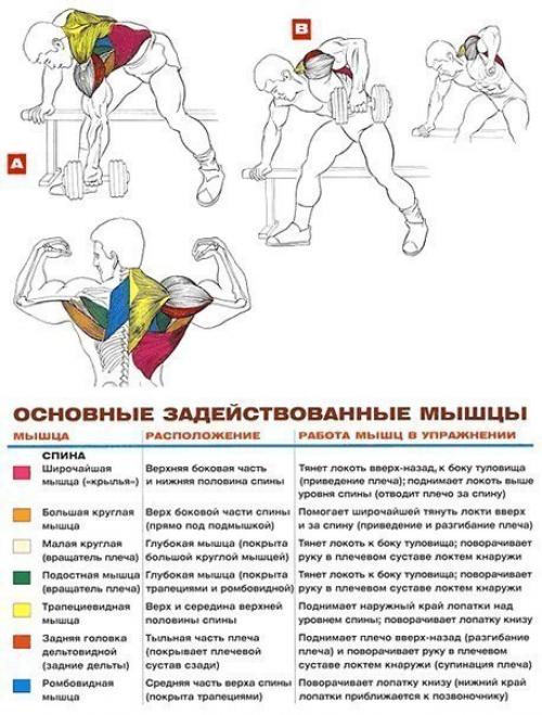 Мышцы спины: упражнения анатомия. 05