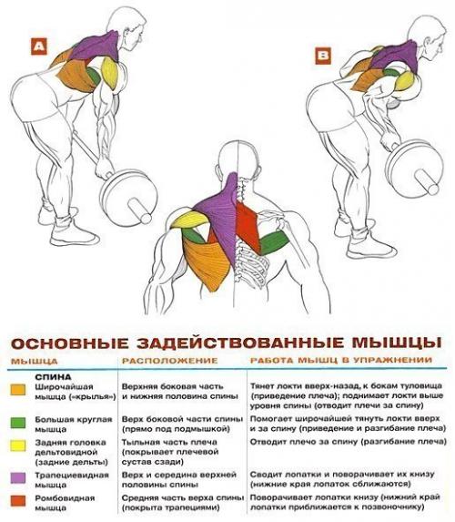 Мышцы спины: упражнения анатомия. 08
