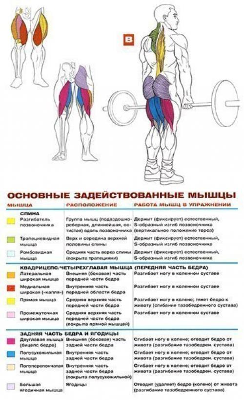 Мышцы спины: упражнения анатомия. 07