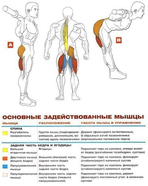 Мышцы спины: упражнения анатомия. 09