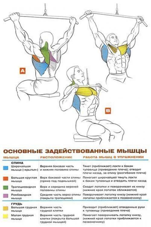 Мышцы спины: упражнения анатомия. 02