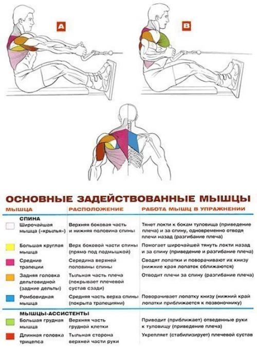 Мышцы спины: упражнения анатомия.  