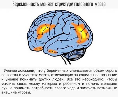 Смотри, как наши привычки и эмоции влияют на наш мозг? 07