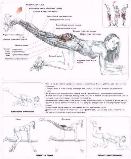 Мы качаем ягодицы: анатомия основные упражнения! 01