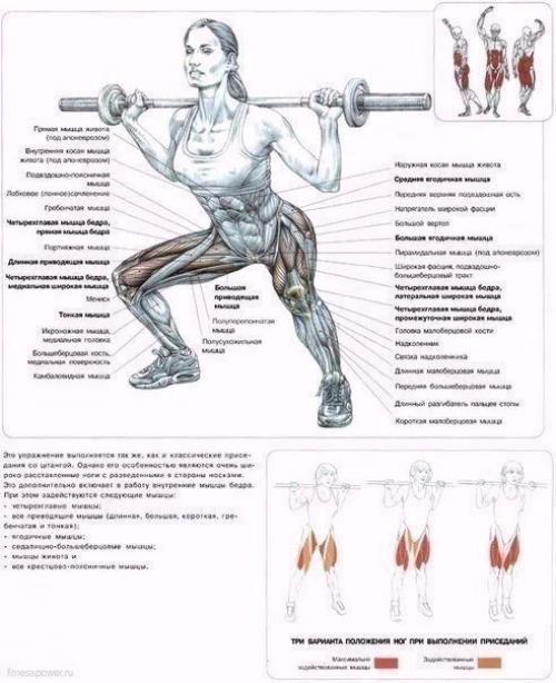Мы качаем ягодицы: анатомия основные упражнения! 02