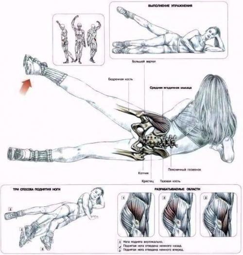 Мы качаем ягодицы: анатомия основные упражнения! 03