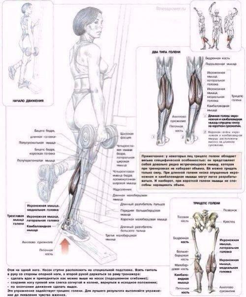 Мы качаем ягодицы: анатомия основные упражнения! 05